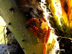 Cactoblastis cactorum