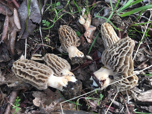 Mountain Blond Morel