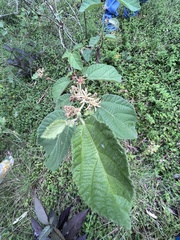 Grewia latifolia