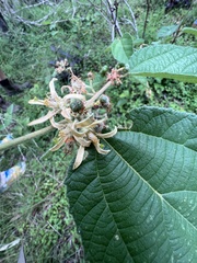 Grewia latifolia