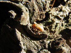 Cryptocephalus pini