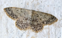 Scopula marginepunctata