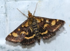 Pyrausta purpuralis