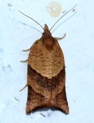 Philedone gerningana