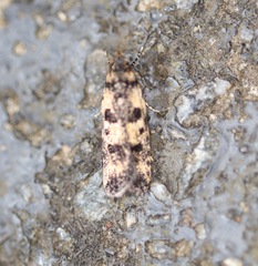 Hemiarcha thermochroa