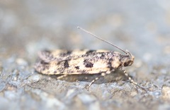 Hemiarcha thermochroa