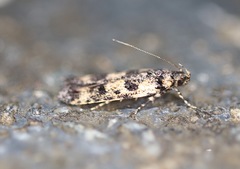 Hemiarcha thermochroa