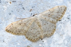 Scopula marginepunctata