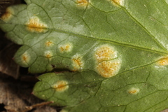 Puccinia saniculae