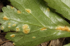 Puccinia saniculae