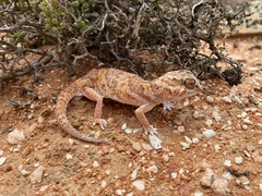 Chondrodactylus angulifer