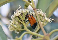 Castiarina decipiens