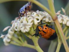 Castiarina decipiens