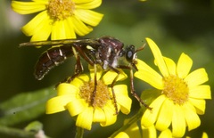 Daptolestes limbipennis