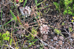 Pelargonium auritum carneum