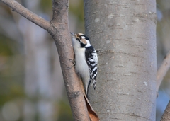 Dryobates minor kamtschatkensis