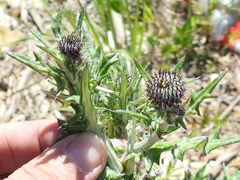 Cirsium engelmannii
