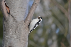 Dryobates minor kamtschatkensis