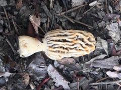 Morchella tridentina