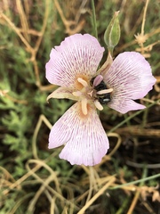 Calochortus striatus
