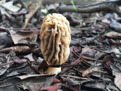 Morchella tridentina
