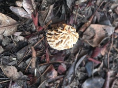 Morchella tridentina