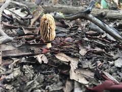 Morchella tridentina