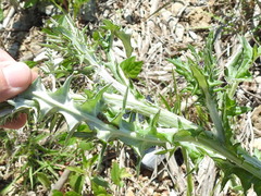Cirsium engelmannii