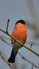 Pyrrhula pyrrhula cassinii