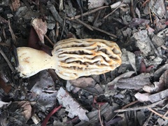 Morchella tridentina