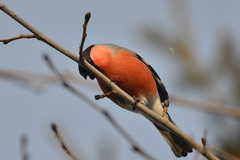 Pyrrhula pyrrhula cassinii