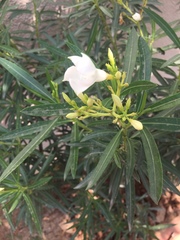 Nerium oleander