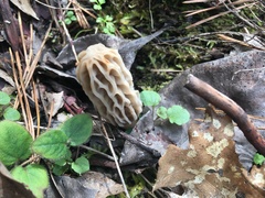 Morchella tridentina