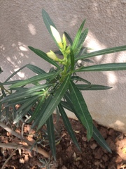 Nerium oleander
