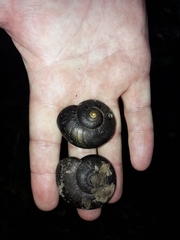 Powelliphanta traversi