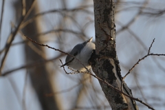Sitta europaea albifrons