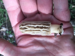 Morchella tridentina