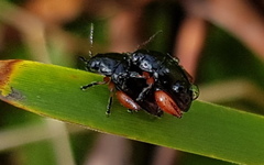 Arsipoda holomelaena
