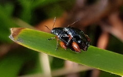 Arsipoda holomelaena