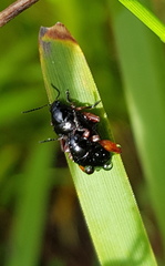 Arsipoda holomelaena