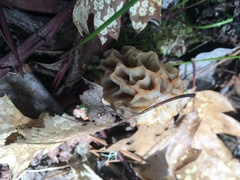 Morchella tridentina