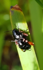 Arsipoda holomelaena