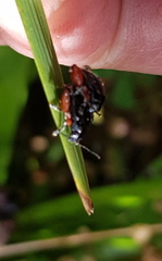 Arsipoda holomelaena