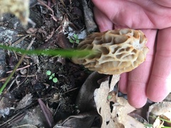 Morchella tridentina
