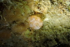 Distaplia occidentalis