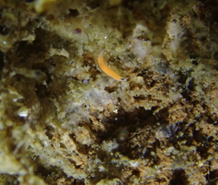 Vorticeros praedatorium