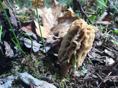 Morchella tridentina