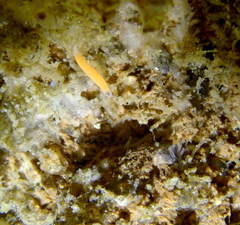 Vorticeros praedatorium