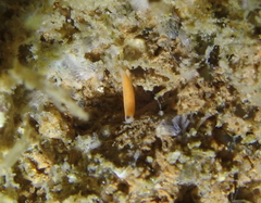 Vorticeros praedatorium