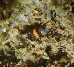 Vorticeros praedatorium